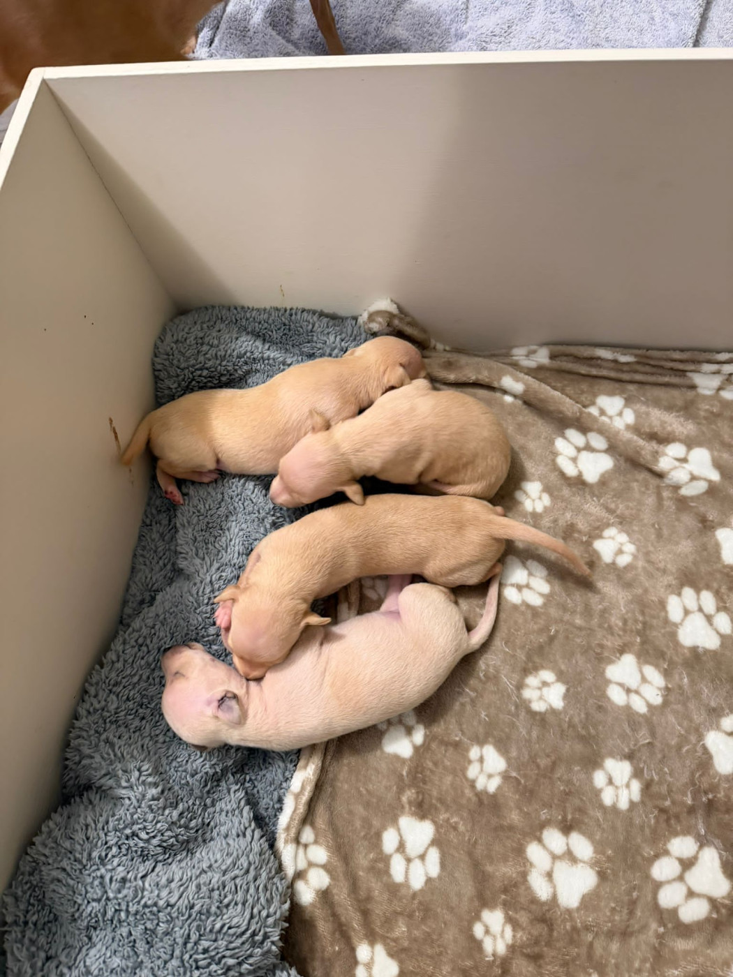 Chiot Petit Levrier Italien Sojeda De Marcax