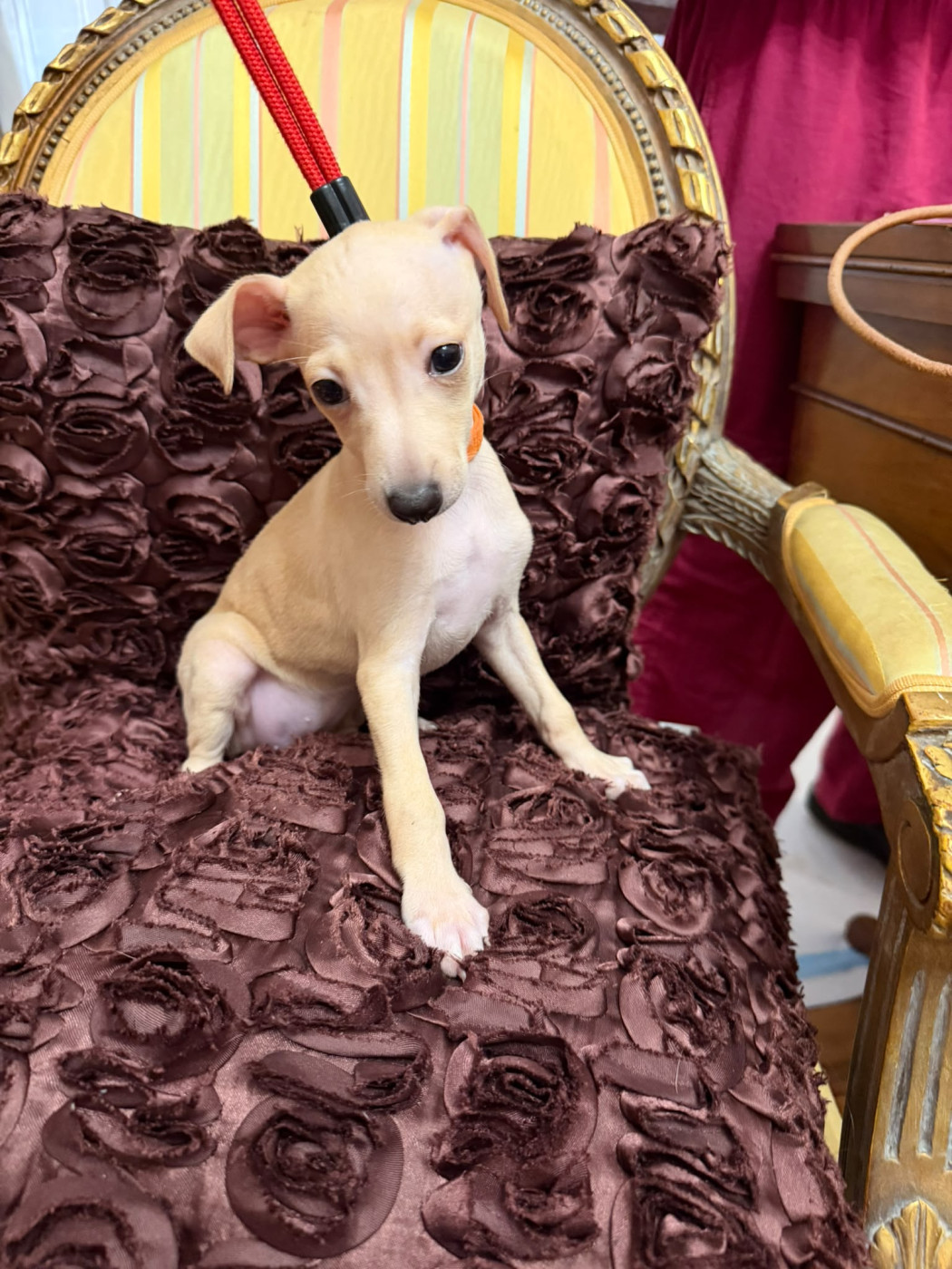 Sojeda De Marcax - Chiots disponibles - Petit Levrier Italien