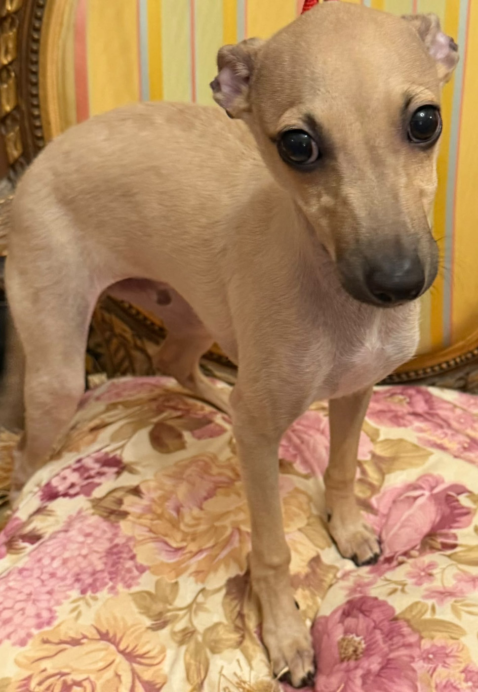 Sojeda De Marcax - Chiots disponibles - Petit Levrier Italien